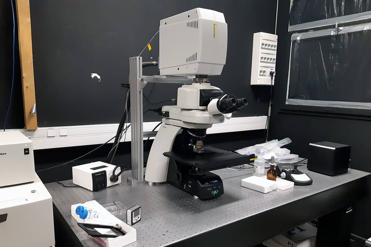 <hr>Microscope confocal A1R Nikon.