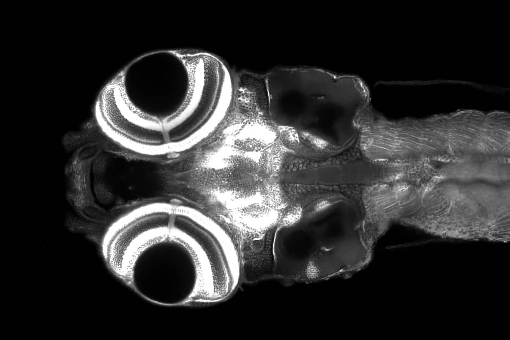 <hr>Coupe optique au niveau de la tête d'une larve de poisson-zèbre marqué par un colorant lipophile.