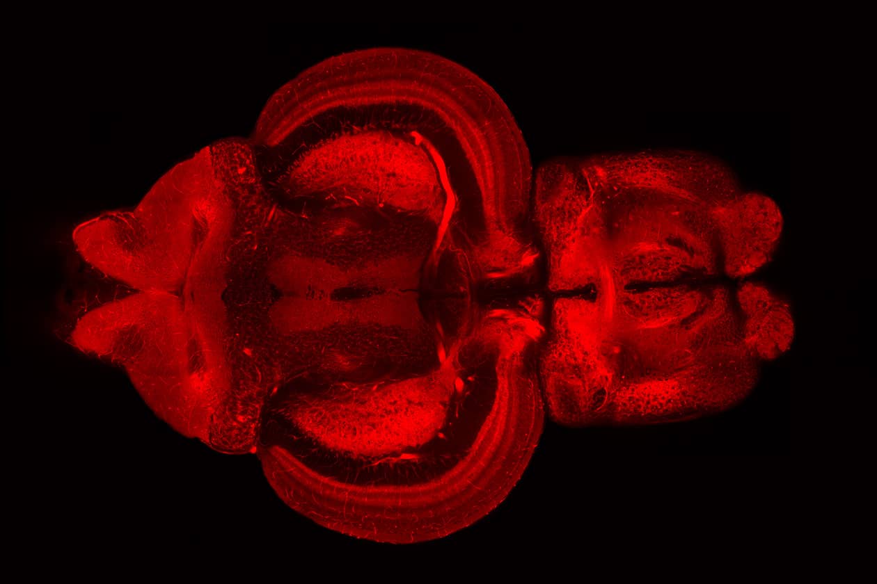 <hr>Coupe optique au sein d’un cerveau adulte de poisson zèbre. La membrane des neurones apparaît en rouge.
