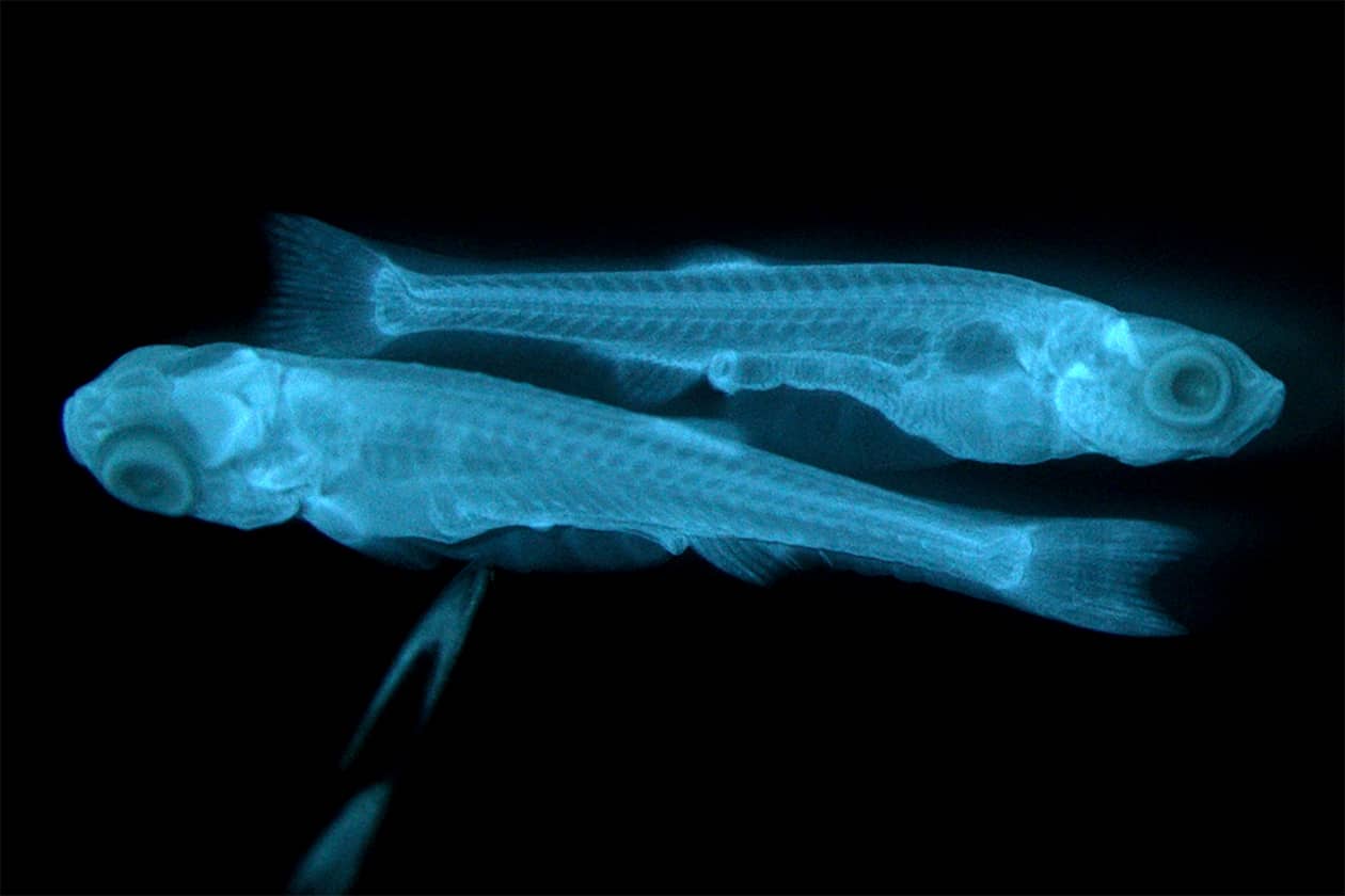 <hr>Marquage des noyaux (DAPI) sur des larves de poisson zèbre transparisées (tissus transparents).