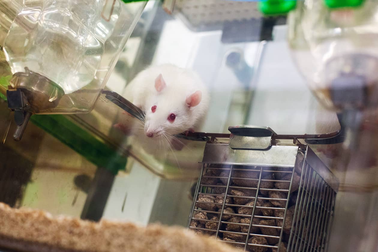<hr>Rat dans une cage d’hébergement ventilée. © IRSN, F. Acerbis.