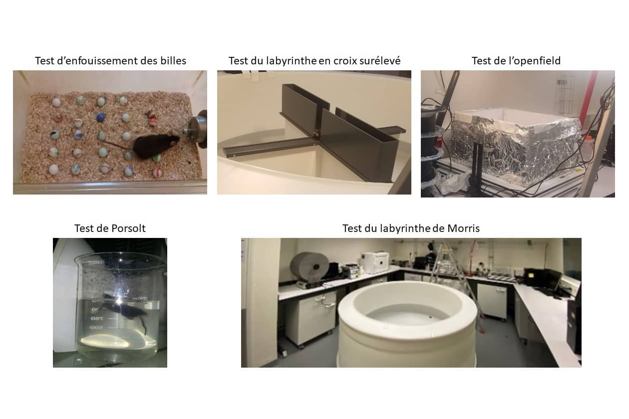 <hr>Tests de comportement. © IRSN.