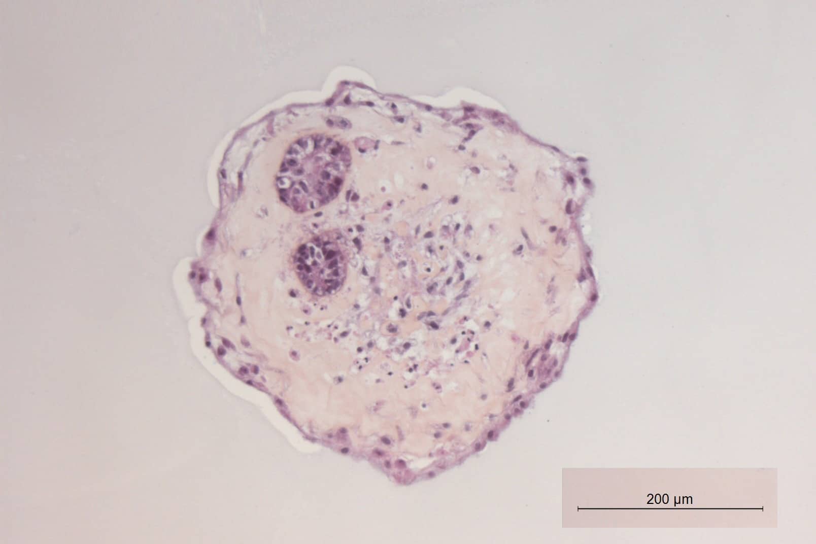 <hr>Organoïde rénal observé après coloration HES dans le cadre d’une thèse menée avec le laboratoire IRMETIST. © IRSN.