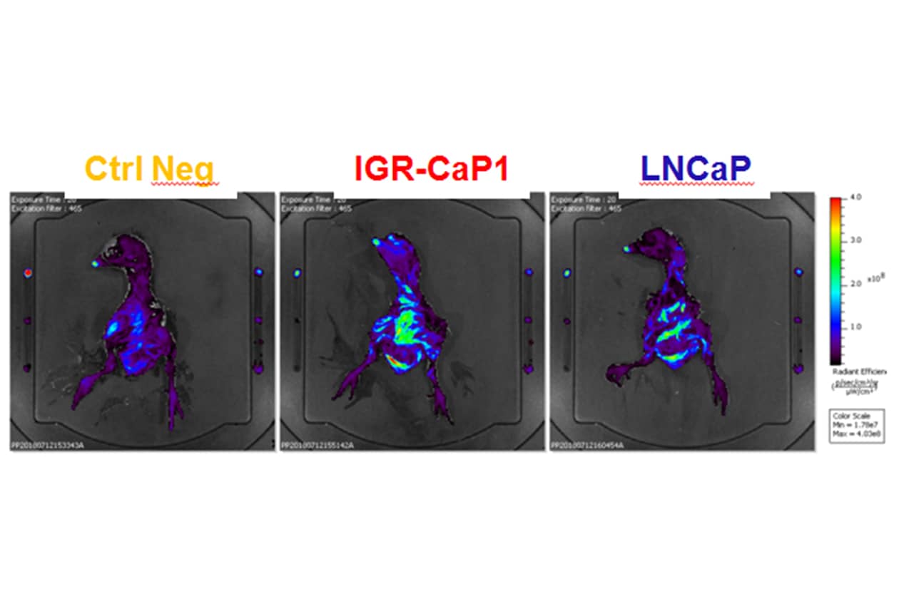 <hr>Caractérisation in vivo de l’invasion tumorale (modèles IGR-CapP1 et LNCaP) par rapport à un contrôle (Neg) dans un nouveau modèle préclinique. © P. Pawlikowska.