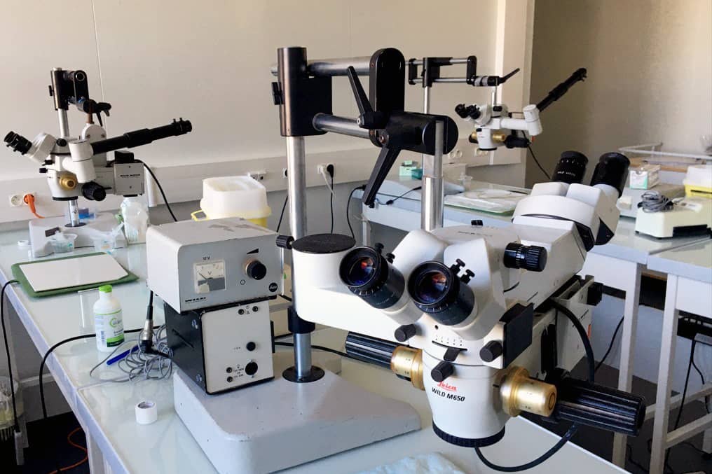 <hr>Stéréomicroscope Leica pour microchirurgie.
