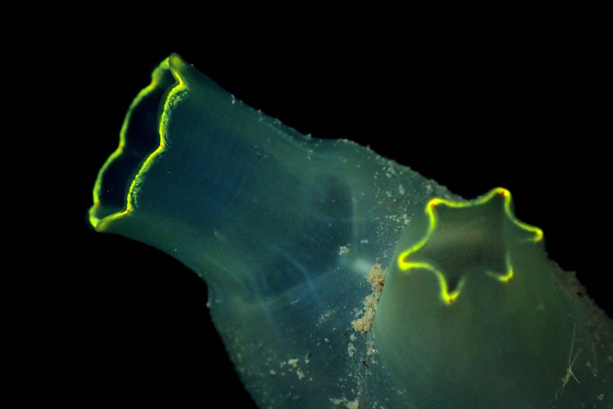 <hr>Tunicier de l’espèce Ciona intestinalis.