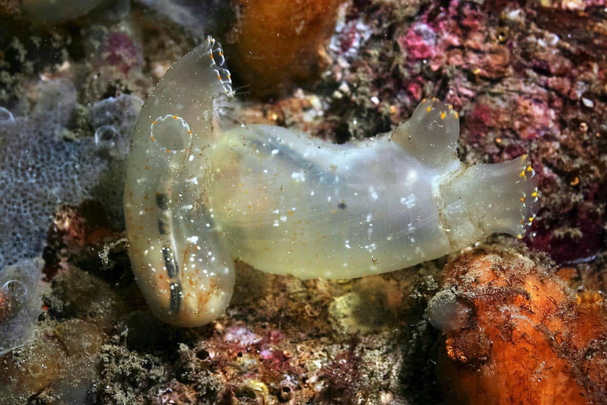 <hr>Tunicier de l’espèce Ciona intestinalis.