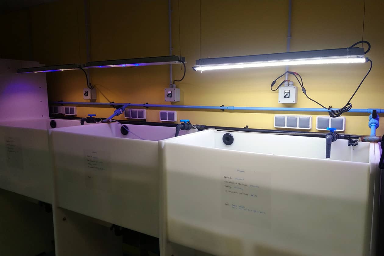 <hr>Aquariums contenant des ascidies.
