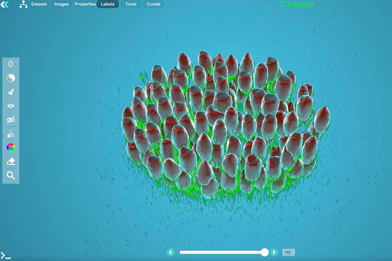 <hr>Développement d’un embryon de C.elegans sur MorphoNet.