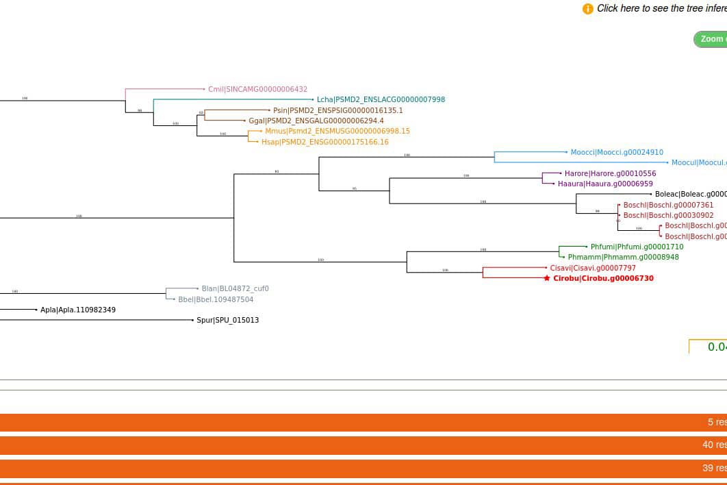 <hr>Représentation d’un arbre phylogénique pour un gène sélectionné dans la base de données ANISEED.