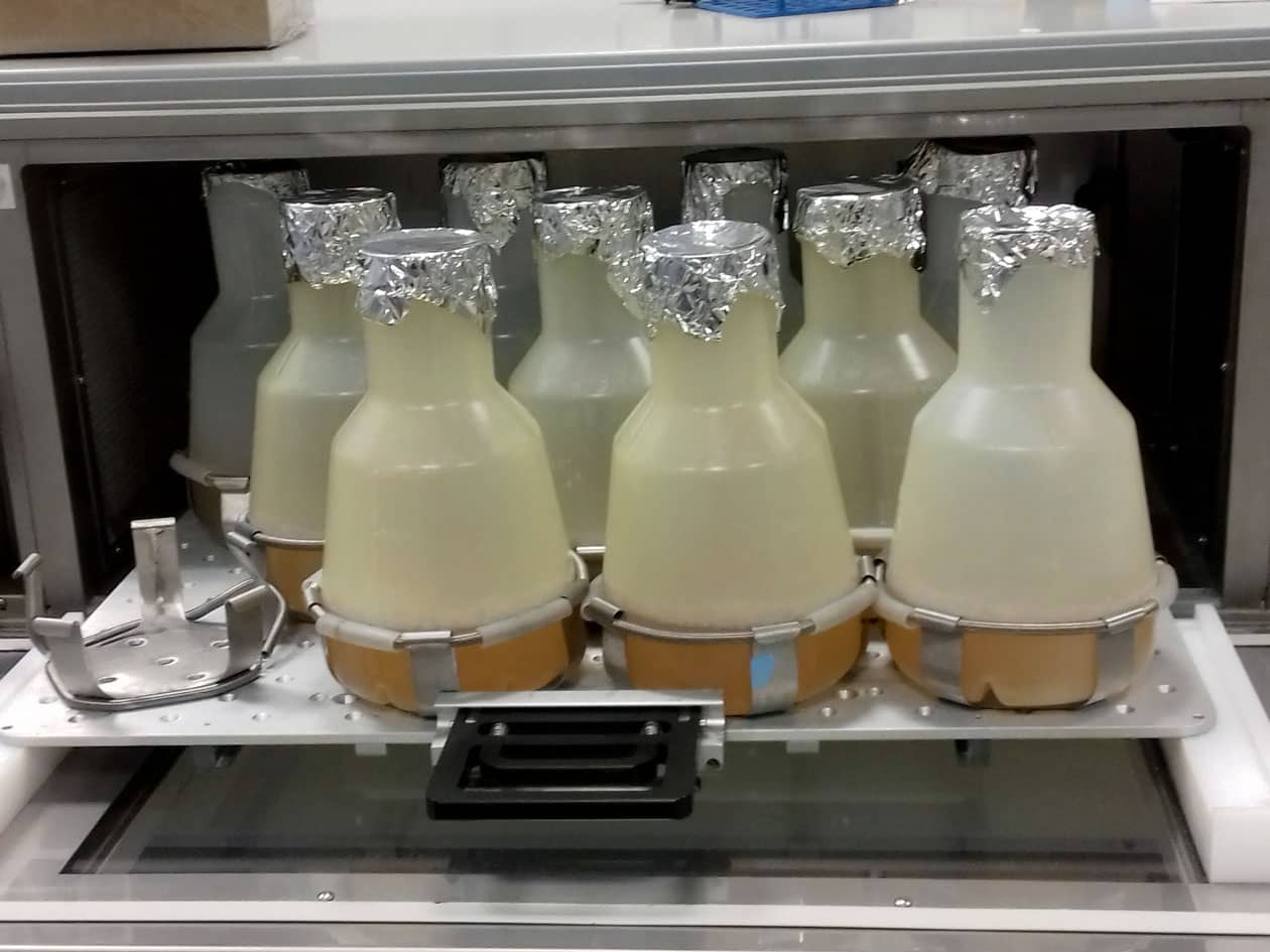 <hr>Production sur système bactérien des protéines recombinantes nécessaires aux essais enzymatiques.