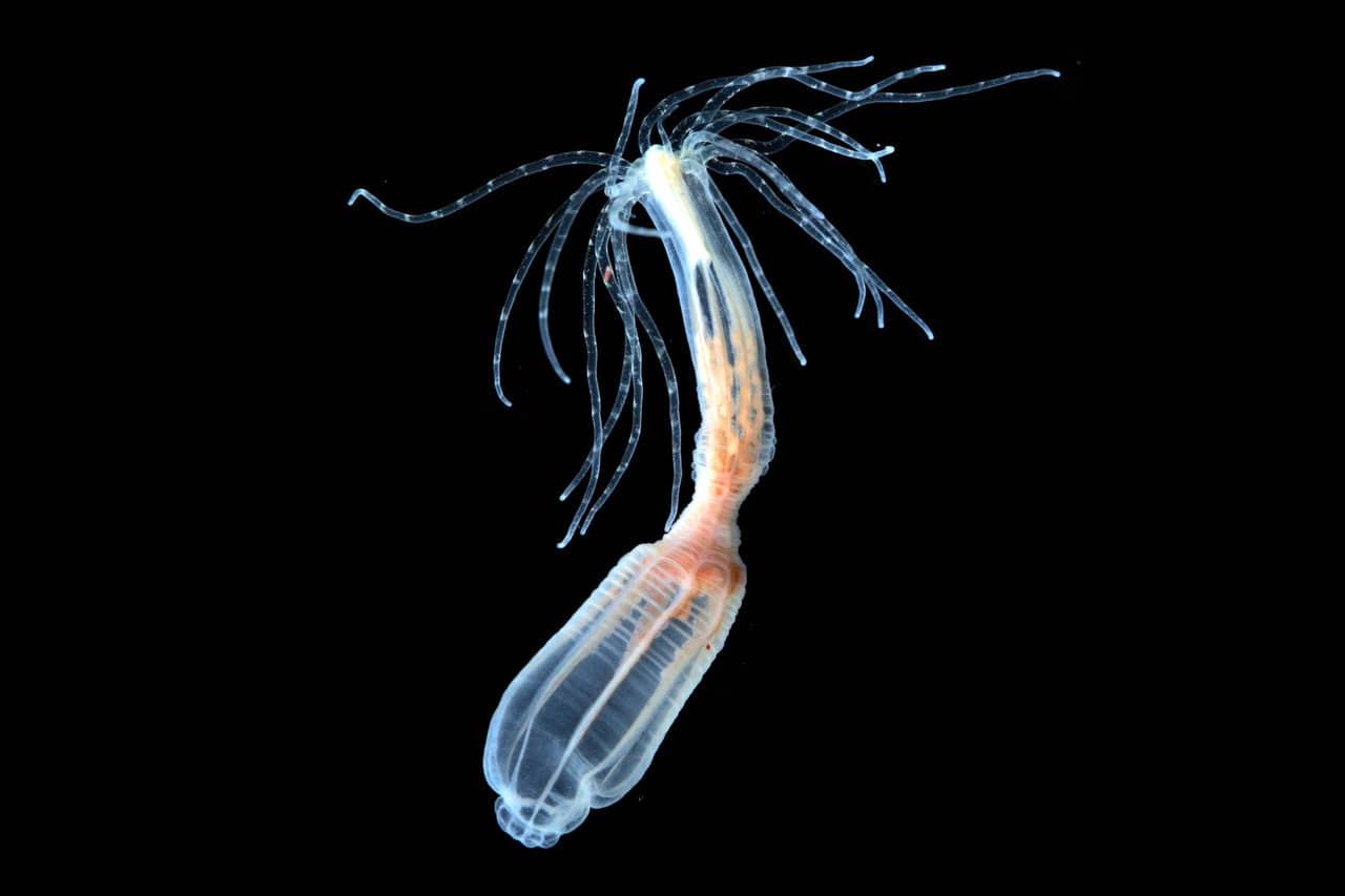 <hr>Anémone étoilée, Nematostella vectensis. Divers outils de génomique fonctionnelle, incluant l'ingénierie génétique, sont disponibles pour ce modèle.