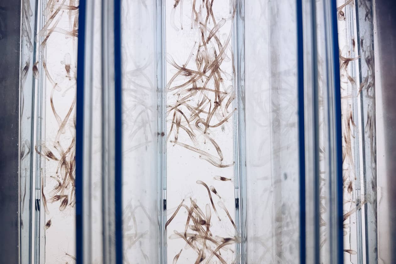 <hr>Nematostella vectensis en train de pondre. Un stimulus lumineux et de température induit la ponte. La fécondation peut être contrôlée.