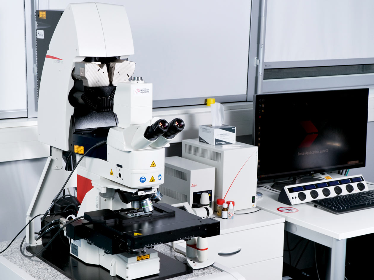 <hr>Microscope confocal SP8 DM6 (Leica).