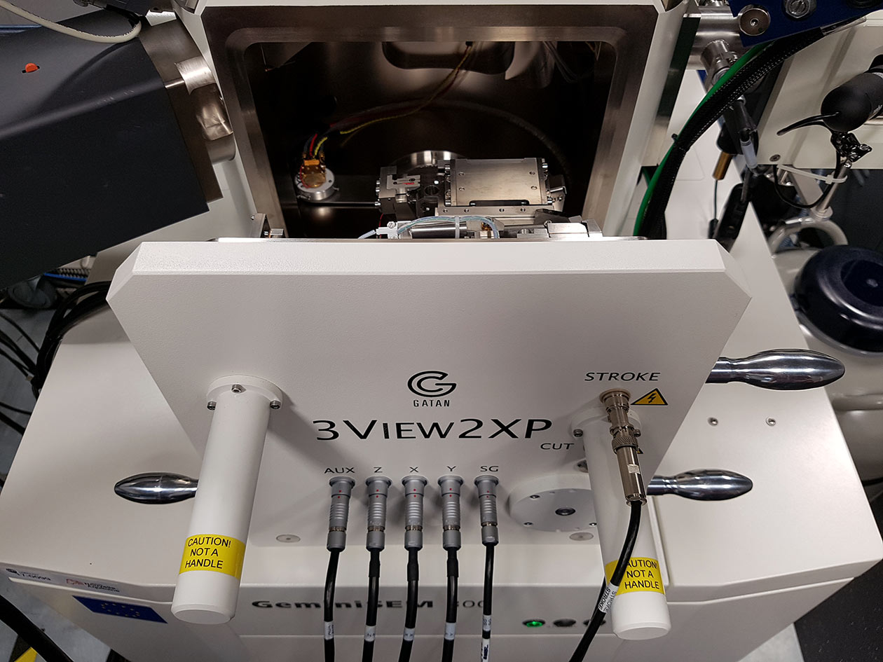 <hr>Serial block-face imaging sur MEB (Zeiss) par 3View2XP (Gatan).