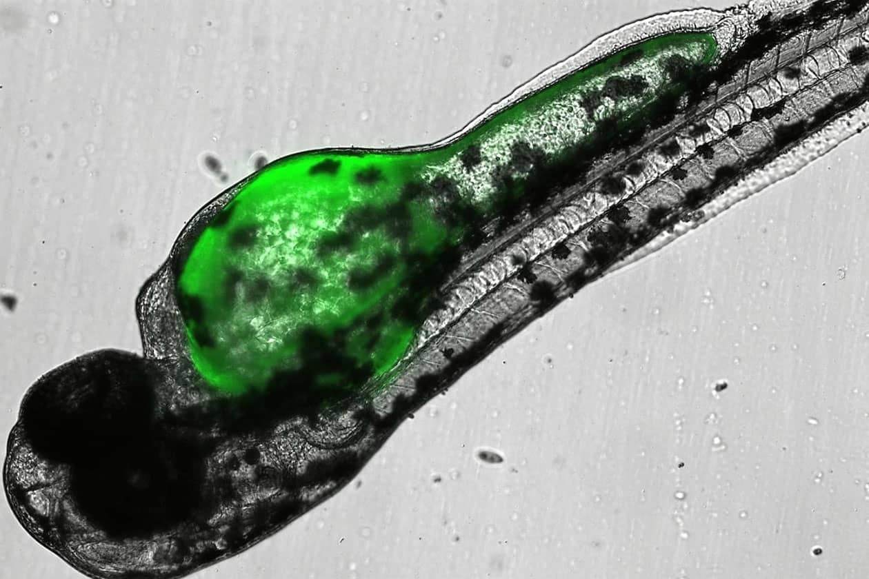 <hr>Larves de poissons transgéniques avec expression de la GFP dans les intestins.