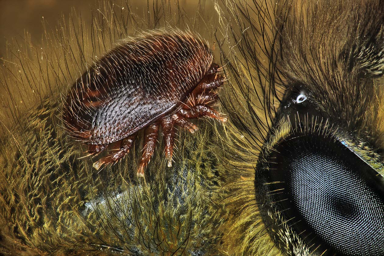 <hr>Image d’un parasite (Varroa destructor) sur le dos d’une abeille (Apis mellifera) acquise sur le Nikon AZ100M. © A. Franck, Cirad.