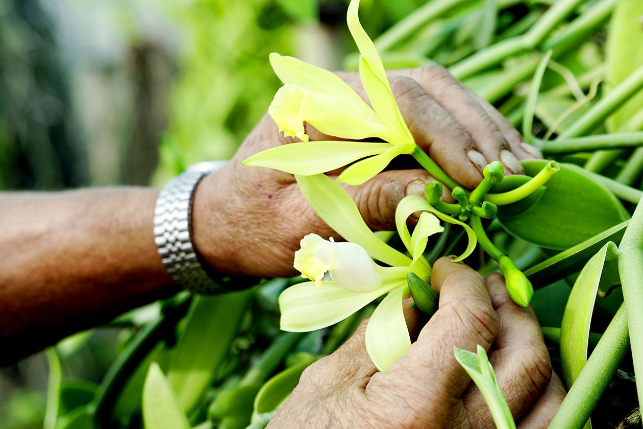 <hr>Utilisateur de la plateforme fécondant une fleur de vanille dans le cadre d’un projet de sélection variétale. © R. Carayol.