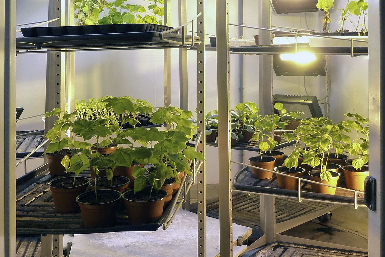 <hr>Production de plants dans une chambre climatique. © D. Josserond.