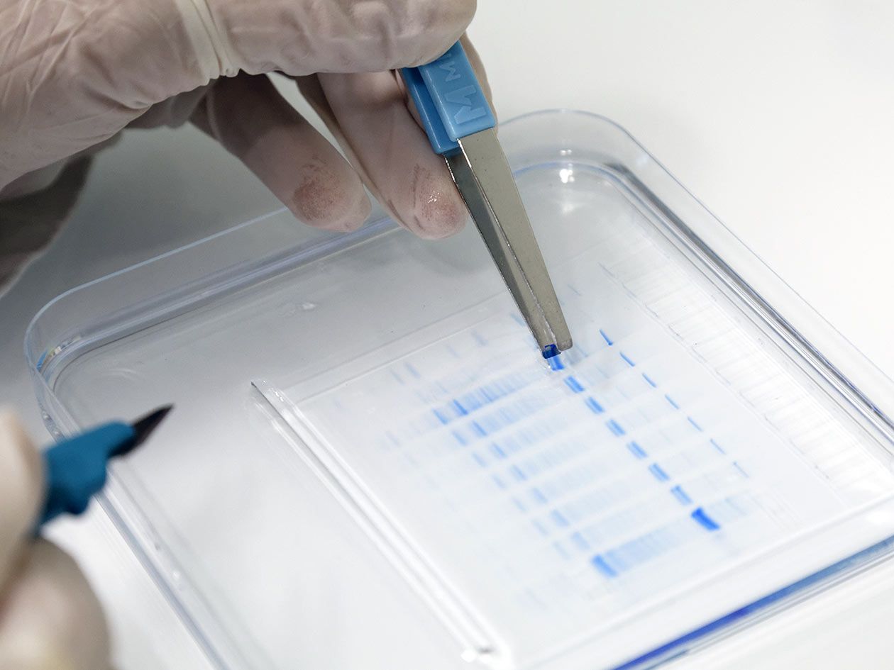 <hr>Prélèvement de bandes protéiques à partir d’un gel SDS-PAGE.